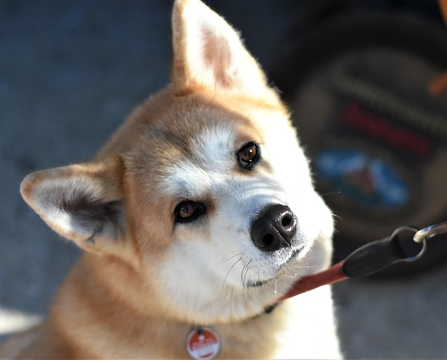 akitu inu