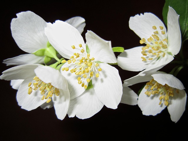 jasmínový květ
