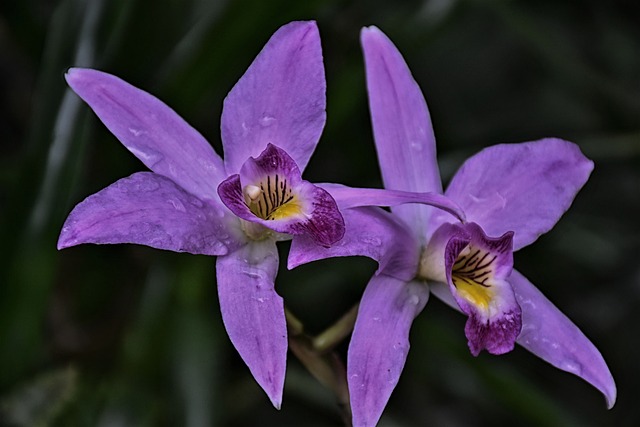 dva květy orchideje